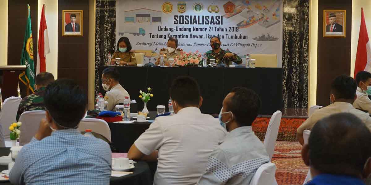 waspada-penyakit-asf-karantina-pertanian-timika-perketat-pengawasan-masuk-babi